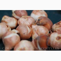 Продам луковицы Тюльпанов Кауфмана и много других растений (опт от 1000 грн)