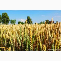 Овидий новинка безостый сорт озимой пшеницы