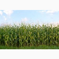 Гибрид Рубикон ФАО 280 семена кукурузы