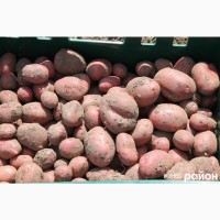 Продам картоплю врожаю 2020 року
