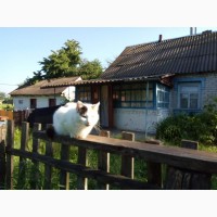 Продам дом в селе Городковка Андрушевского района