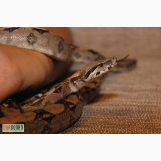 Продаём ручные змеи разных размеров, варан капский, эублефар, игуана, гекконы