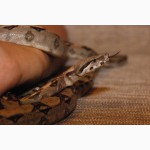 Продаём ручные змеи разных размеров, варан капский, эублефар, игуана, гекконы