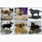 Фурминатор средний для длинношерстных собак размер - 6, 8 см
