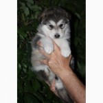 Предлагаются к продаже щенки Аляскинских маламутов