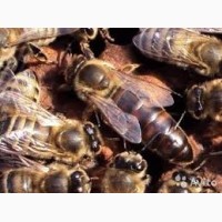 Продам пчелоломатки карпаткы, отправка по Украине