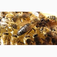 Продам пчелоломатки карпаткы, отправка по Украине