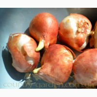 Продам луковицы Тюльпанов Лилиевидных и много других растений (опт от 1000 грн)
