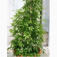Продам комнатное растение Яогулан (траву бессмертия) и много других растений