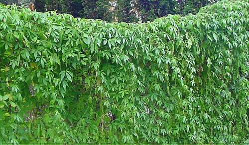 Фото 2. Продам комнатное растение Яогулан (траву бессмертия) и много других растений