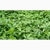 Продам комнатное растение Яогулан (траву бессмертия) и много других растений