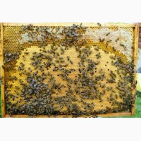 Продаются пчеломатки и пчелопакеты, отводки