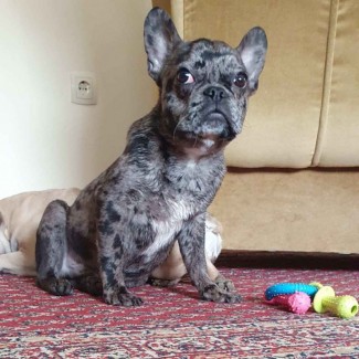 French bulldog-merle