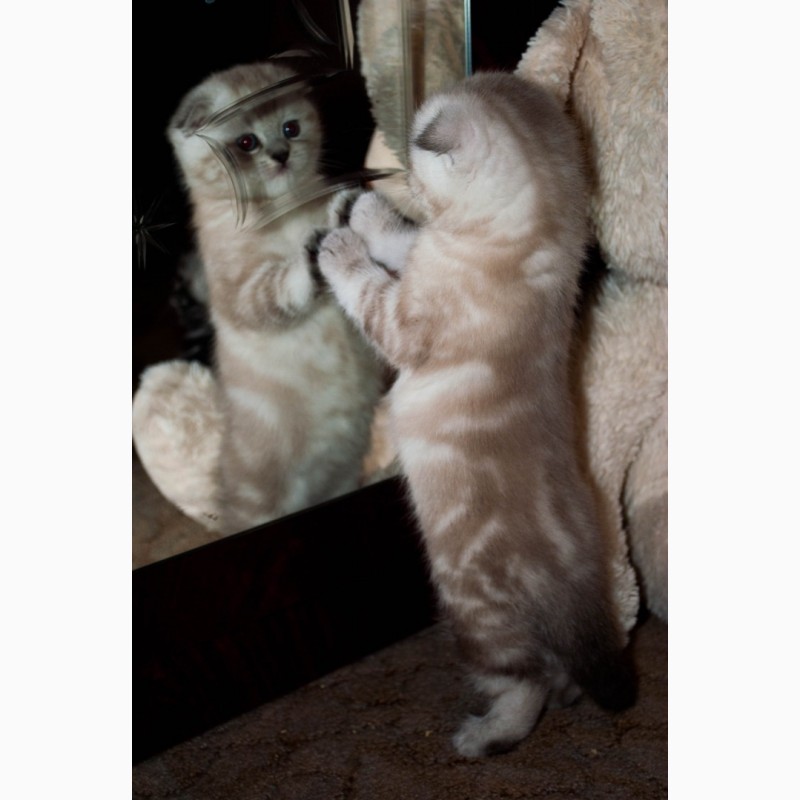 Фото 1/1. Продам британского котенка (девочка)в добрые руки.Цена договорная