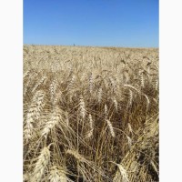 Пшеница озимая Катруся Одеская лидер в засухе