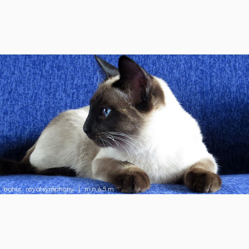 Фото 1/11. Настоящий породный Тайский кот из питомника ROYAL SYMPHONY