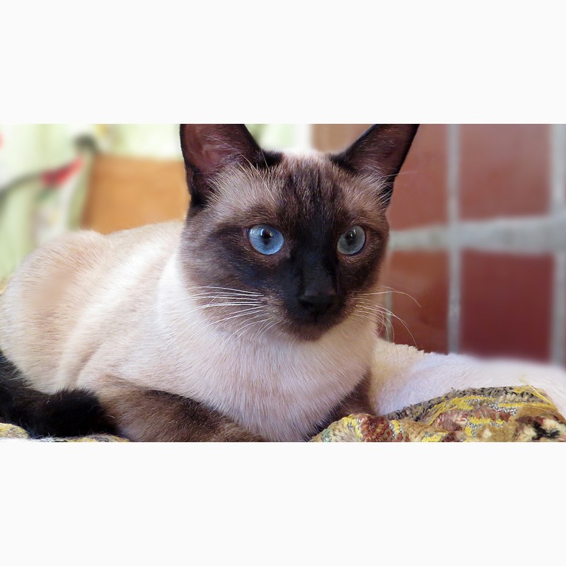 Фото 3. Настоящий породный Тайский кот из питомника ROYAL SYMPHONY