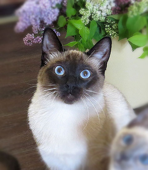 Фото 6. Настоящий породный Тайский кот из питомника ROYAL SYMPHONY