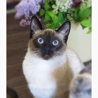 Настоящий породный Тайский кот из питомника ROYAL SYMPHONY