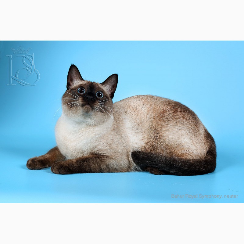 Фото 8. Настоящий породный Тайский кот из питомника ROYAL SYMPHONY
