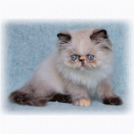 Котята: персы, экзоты, гималайцы из питомника