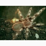 Продам пауки Нанду колоратовилозус (Nhandu coloratovillosus)