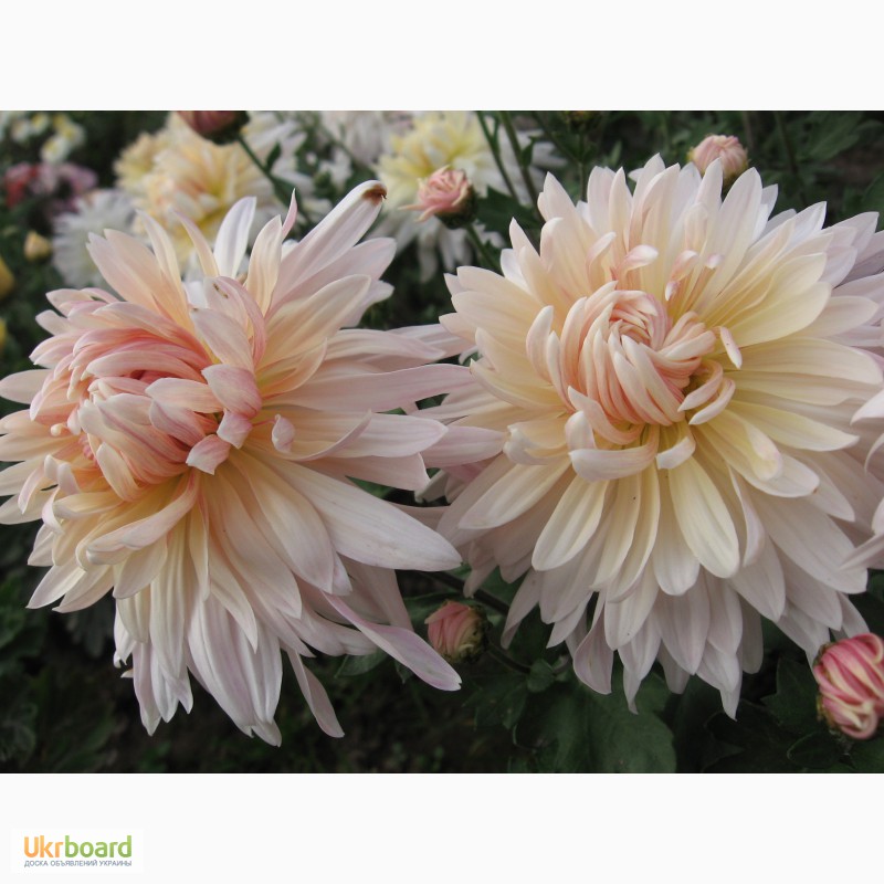 Фото 3. Продам шаровидные хризантемы разных цветов по 10 грвен