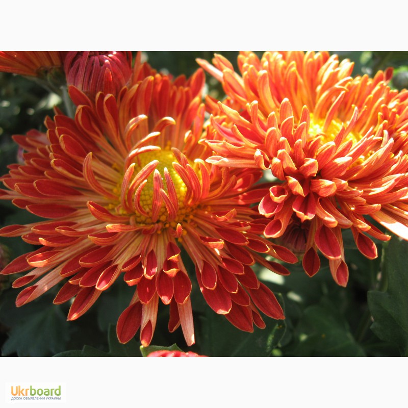 Фото 4. Продам шаровидные хризантемы разных цветов по 10 грвен