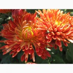 Продам шаровидные хризантемы разных цветов по 10 грвен