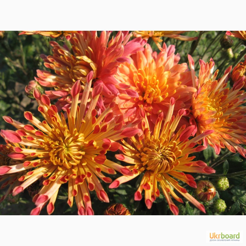 Фото 7. Продам шаровидные хризантемы разных цветов по 10 грвен
