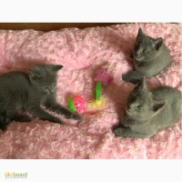 Русские голубые котята в новый дом в новую семью