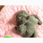Русские голубые котята в новый дом в новую семью