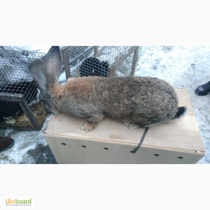 Фото 2. Продажа племенных кроликов