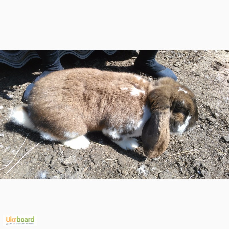 Фото 7. Продажа племенных кроликов