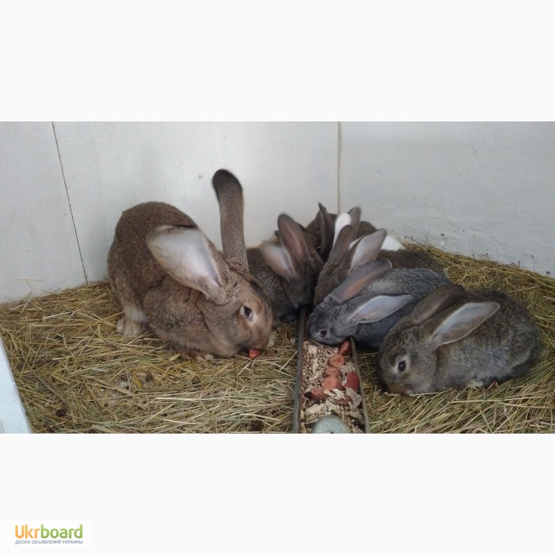 Фото 8. Продажа племенных кроликов