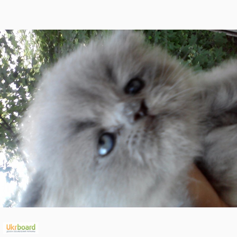 Фото 3/4. Красивый персидский котенок