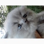 Красивый персидский котенок