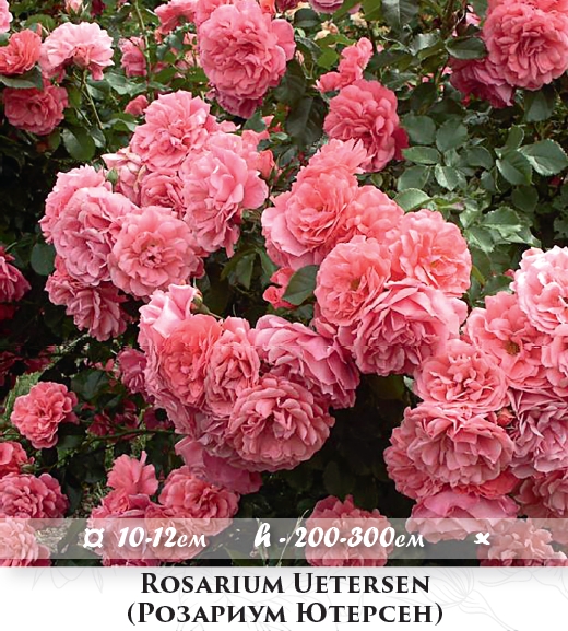 Фото 2. Розы - саженцы почвопокровных роз