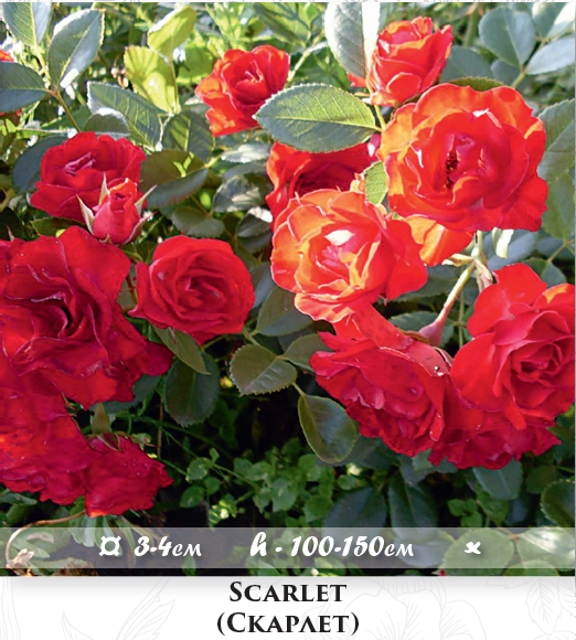 Фото 3. Розы - саженцы почвопокровных роз