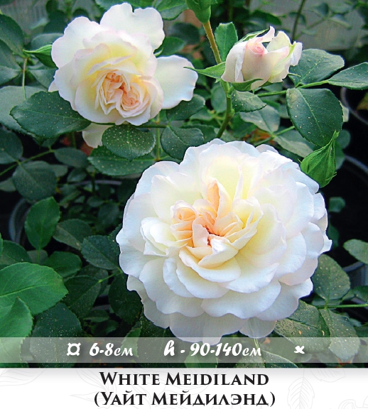 Фото 4. Розы - саженцы почвопокровных роз