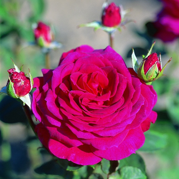Саженцы роз чайно-гибридных сортов, с развитой корневой системой