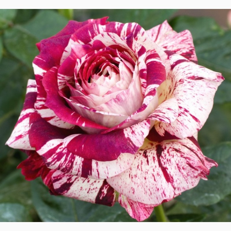 Фото 10. Саженцы роз чайно-гибридных сортов, с развитой корневой системой