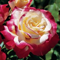Саженцы роз чайно-гибридных сортов, с развитой корневой системой