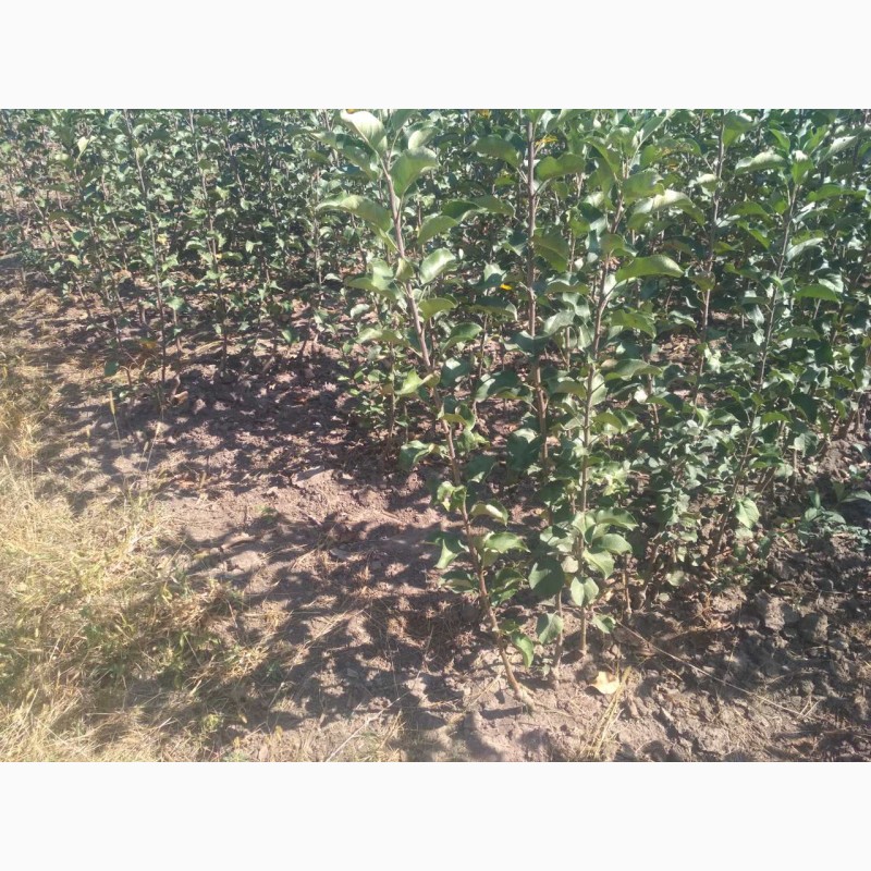 Фото 2. Саженцы вишни Чернокорка
