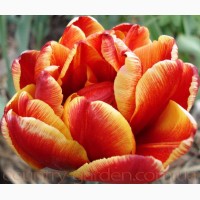 Продам луковицы Тюльпанов Махровых и много других растений (опт от 1000 грн)