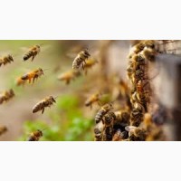 Продаж бджолопакетів та бджолосімей у малих та великих кількостях
