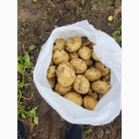 Продаем молодой картофель оптом