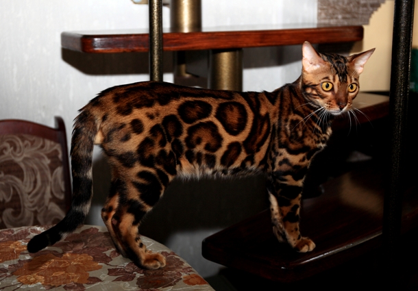 Фото 2/3. Вязка с бенгальским котом