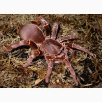 Паук Pelinobius muticus ЯД!, самка