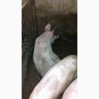 Свині породи Ландрас
